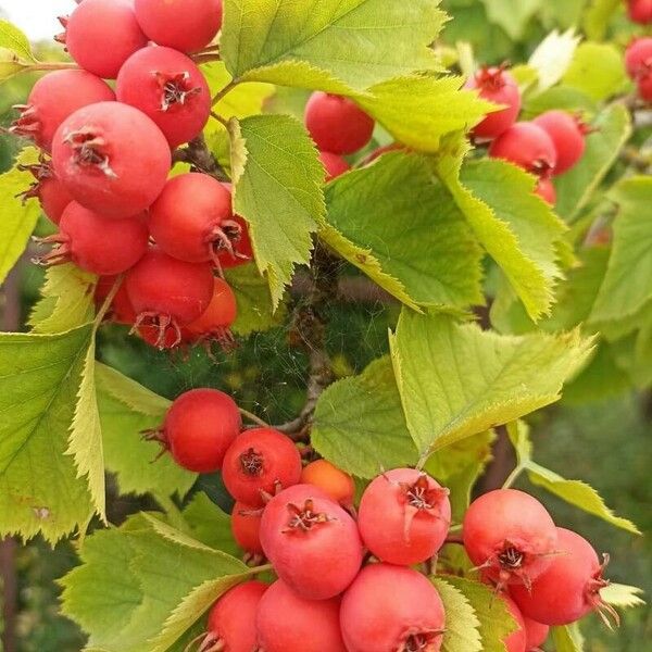 Crataegus coccinea Meyve