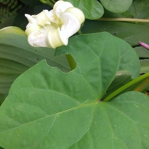 Ipomoea alba Blomst