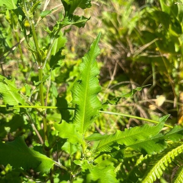 Bidens alba Leaf