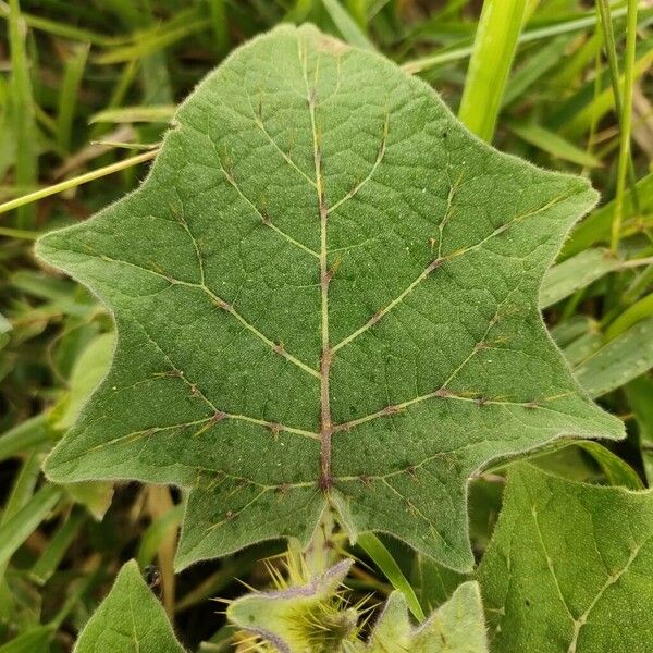 Solanum viarum Levél