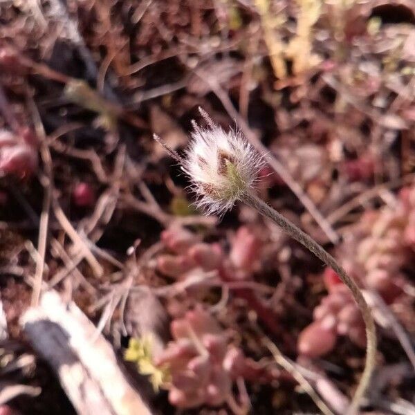 Plantago bellardii Çiçek