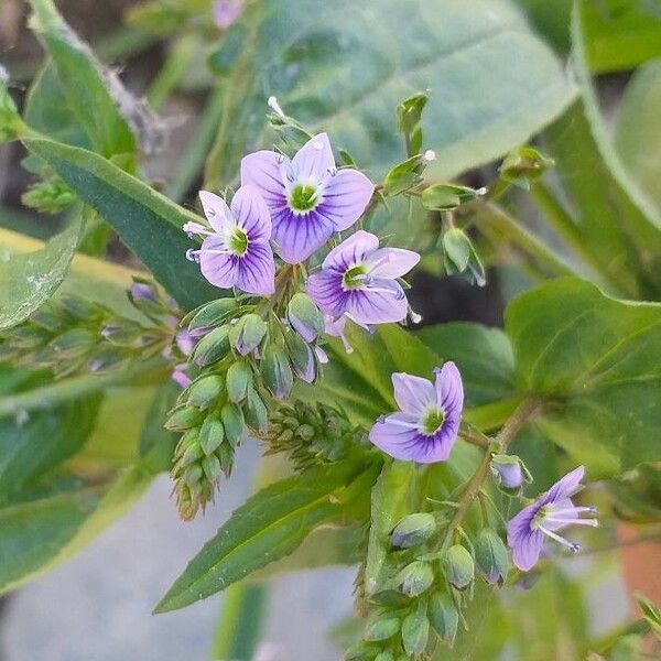 Veronica anagallis-aquatica Kvet