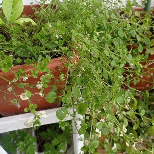 Stellaria apetala Blad