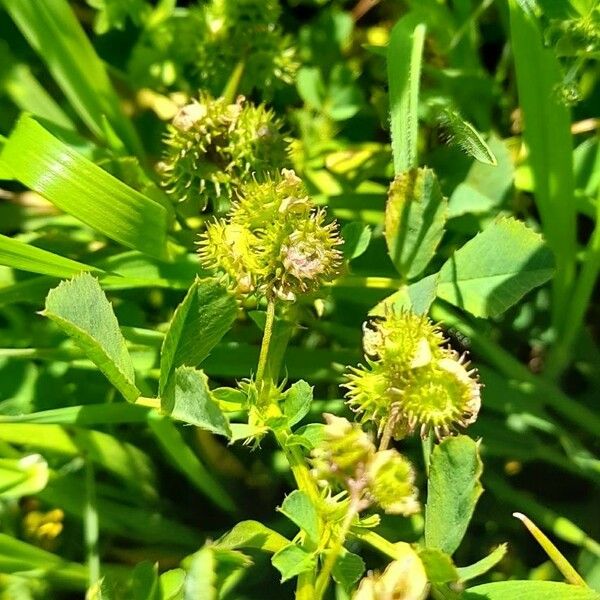 Medicago polymorpha ᱡᱚ