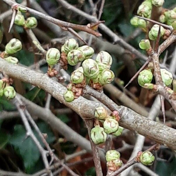 Chaenomeles × superba Flors