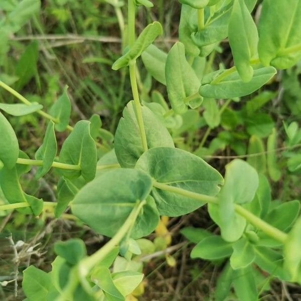 Cerinthe minor Leaf