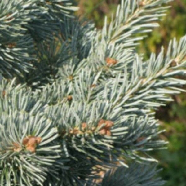 Abies lasiocarpa Blad