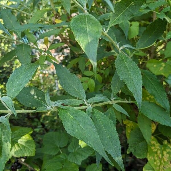 Buddleja davidii 葉