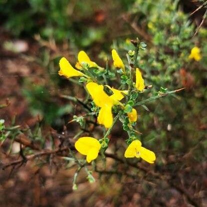 Genista scorpius Floare