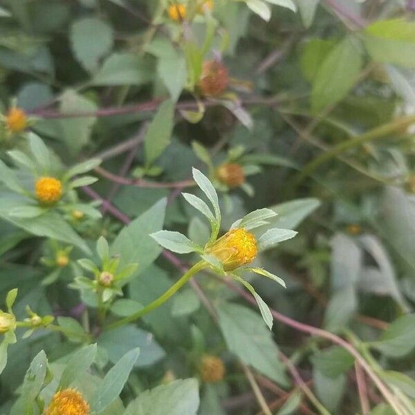 Bidens frondosa Flower