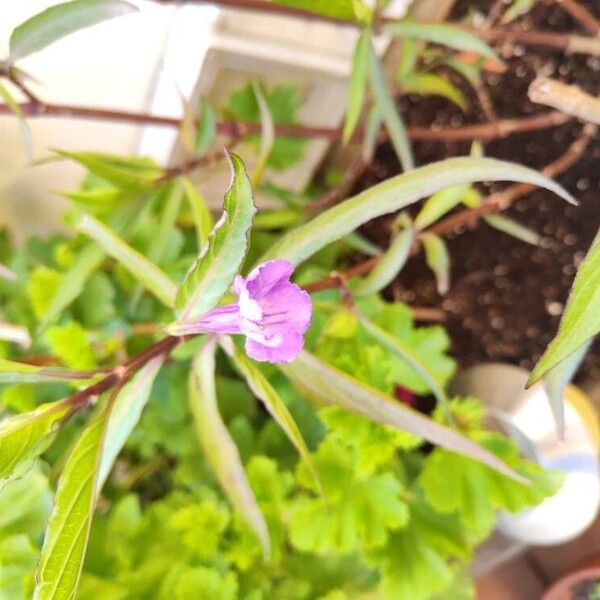 Ruellia simplex Çiçek