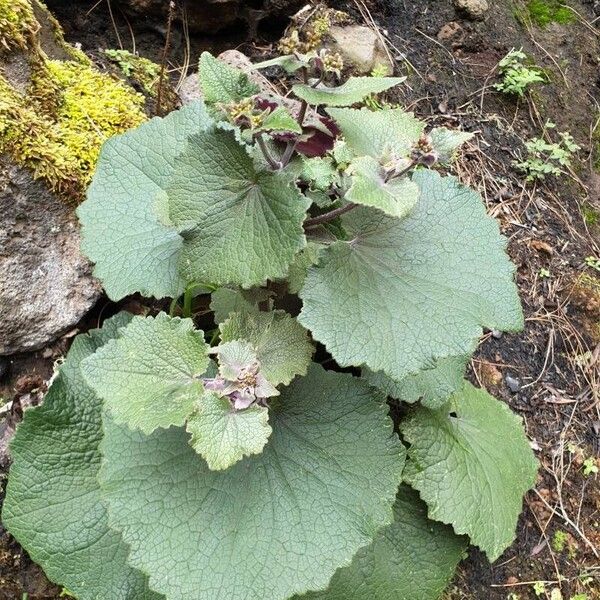 Pericallis cruenta Yaprak