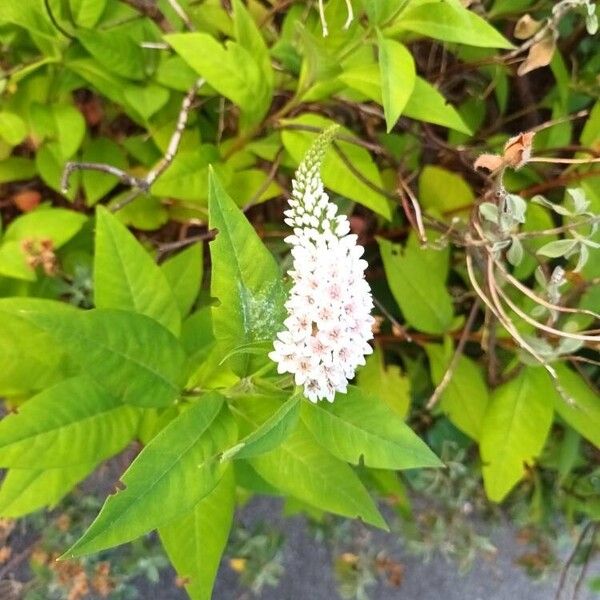 Lysimachia clethroides Flower