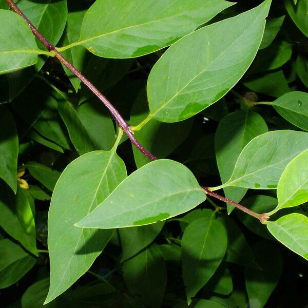 Philadelphus lewisii Leaf