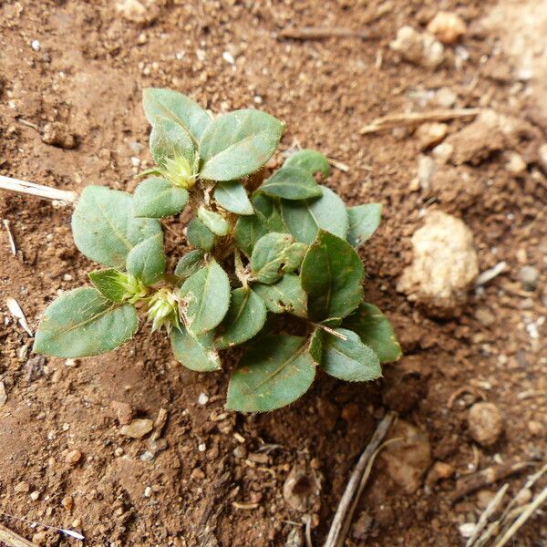 Alternanthera pungens Habit