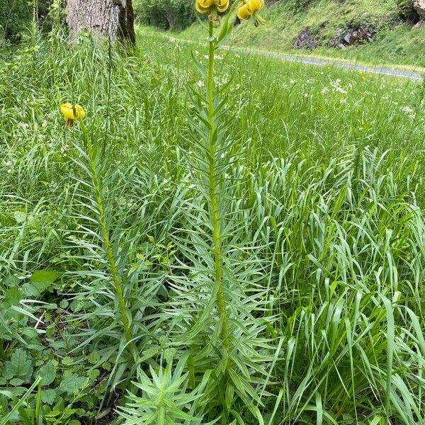 Lilium pyrenaicum Habit