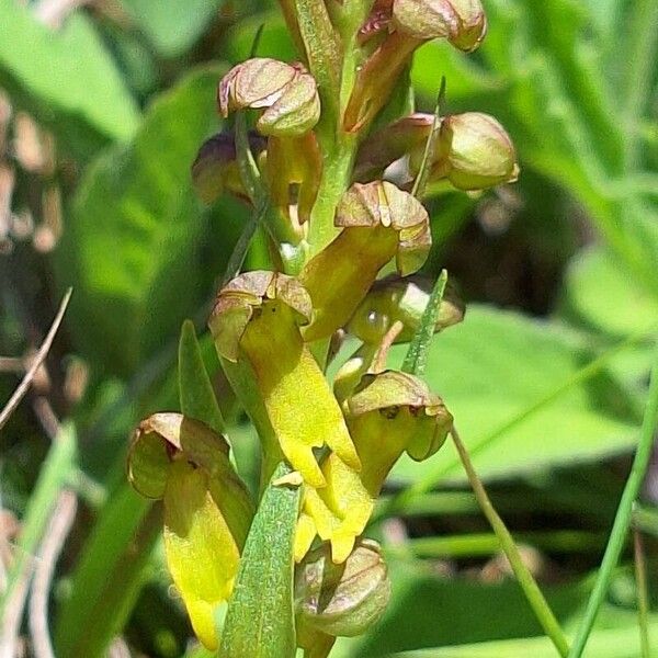 Dactylorhiza viridis Flower