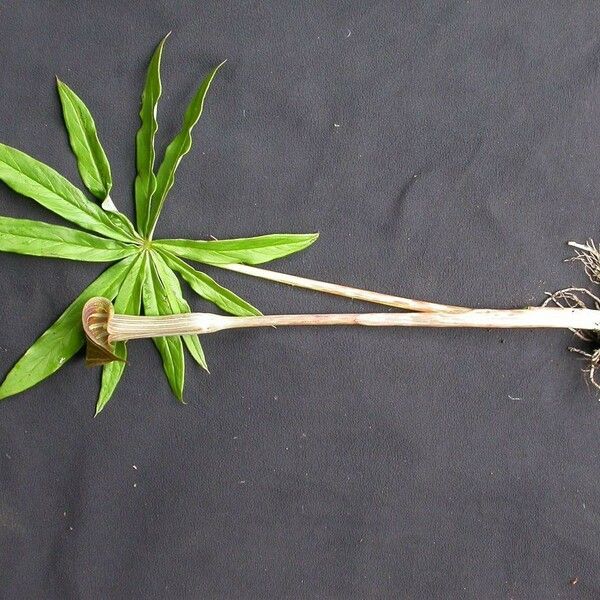 Arisaema concinnum Leaf