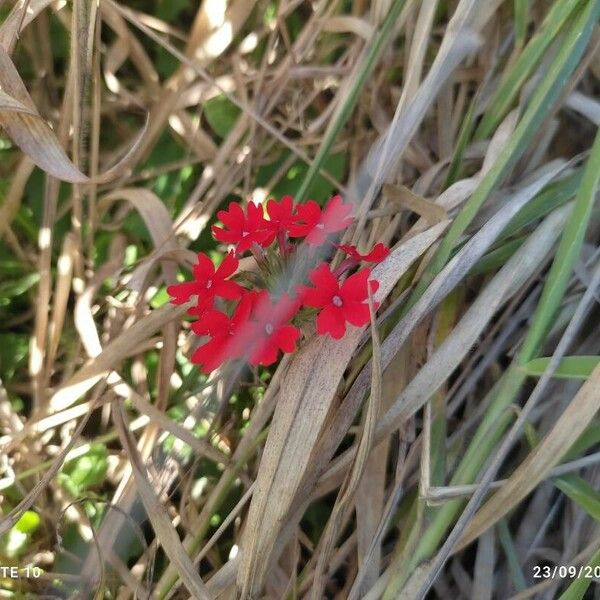 Glandularia peruviana Flower