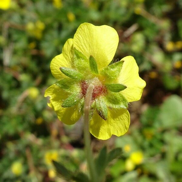 Potentilla verna Flower