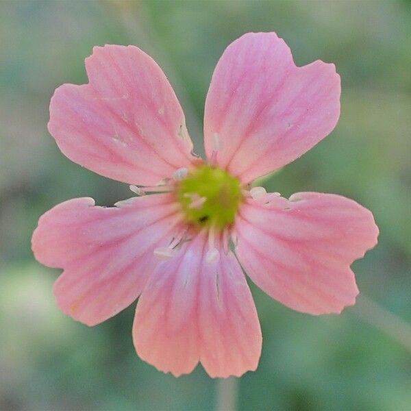 Vaccaria hispanica Flower