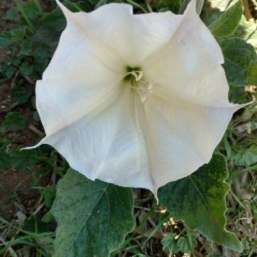 Datura wrightii Flower