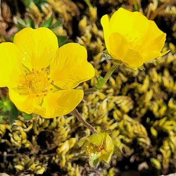 Potentilla crantzii പുഷ്പം