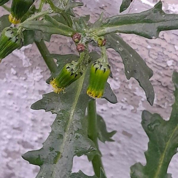 Senecio vulgaris Flower