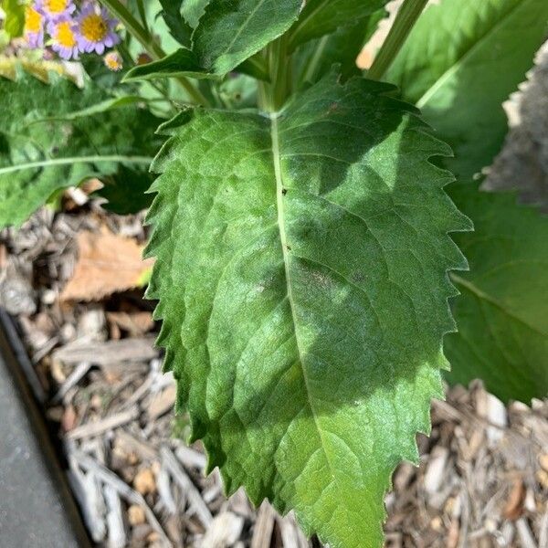 Aster tataricus 葉