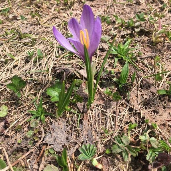 Crocus vernus Blomst