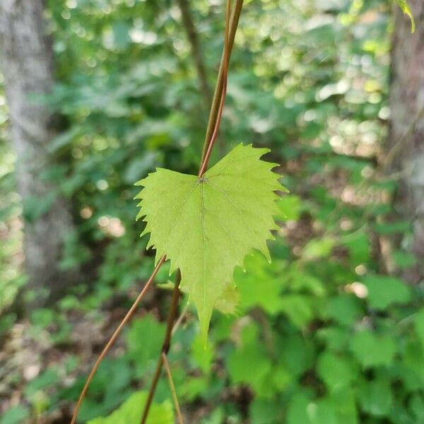 Vitis rotundifolia পাতা