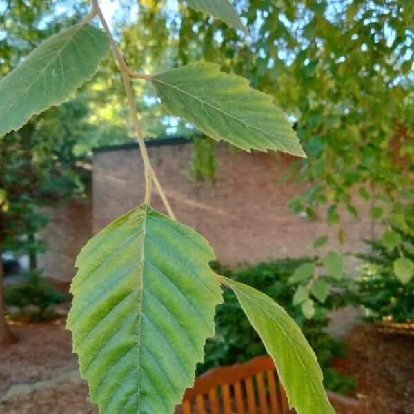 Betula nigra Folha