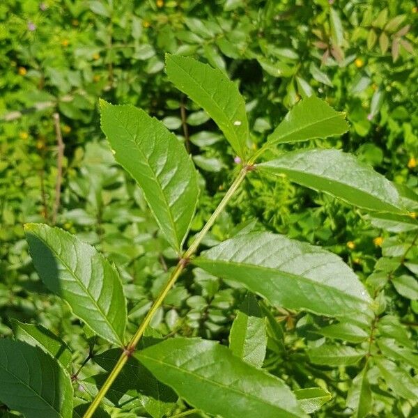 Fraxinus excelsior Fuelha