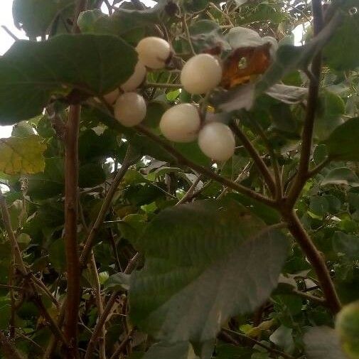 Cordia lutea Fruit