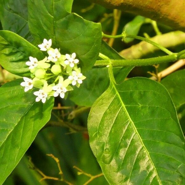 Asclepias nivea Blomst