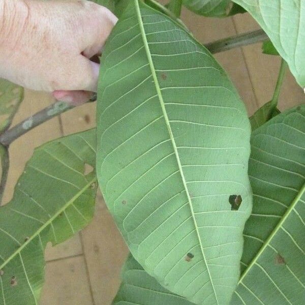 Isertia coccinea Leaf