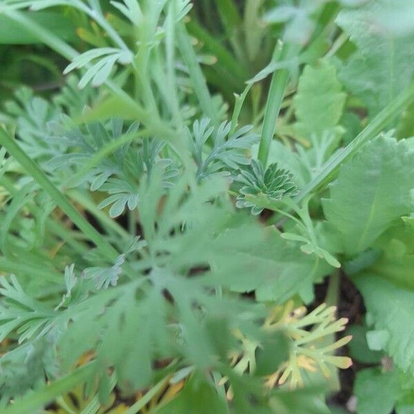 Eschscholzia californica Leaf