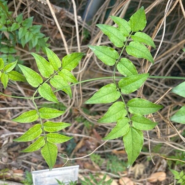 Jasminum polyanthum पत्ता