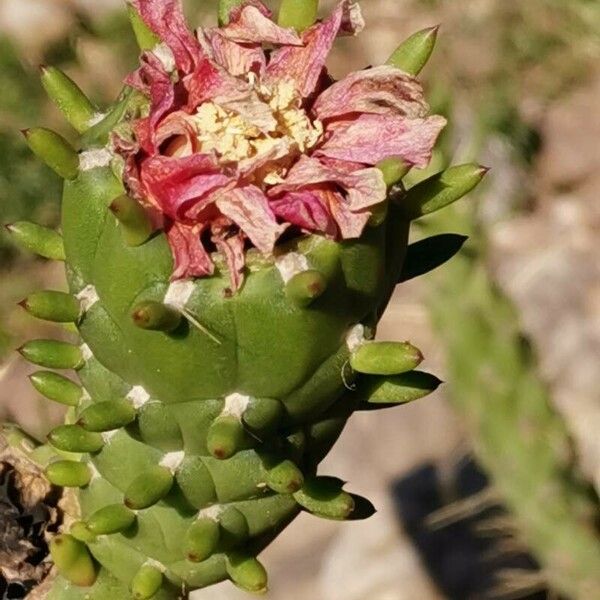 Austrocylindropuntia cylindrica Inny