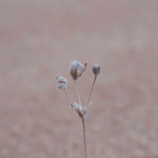 Monsonia nivea Flor