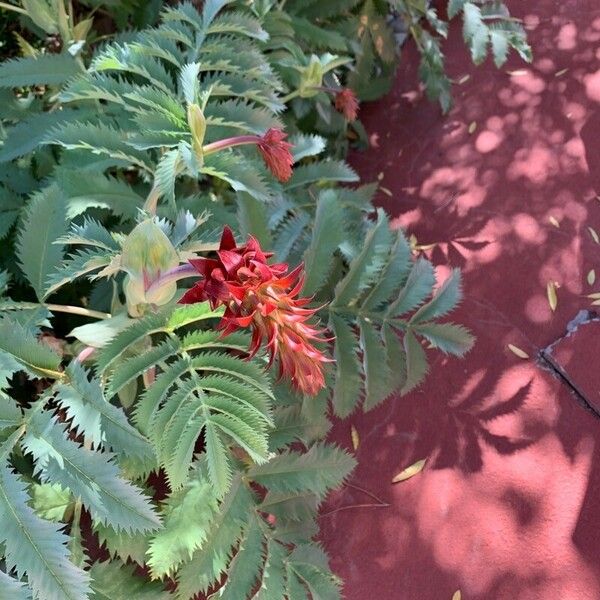 Melianthus major Kwiat