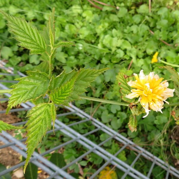 Kerria japonica Flower