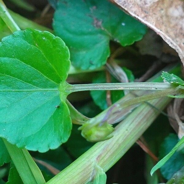 Viola riviniana Hostoa