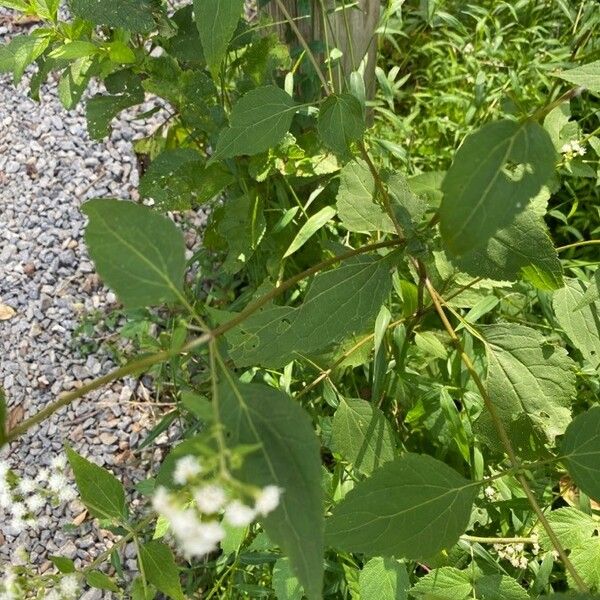 Ageratina altissima Fuelha