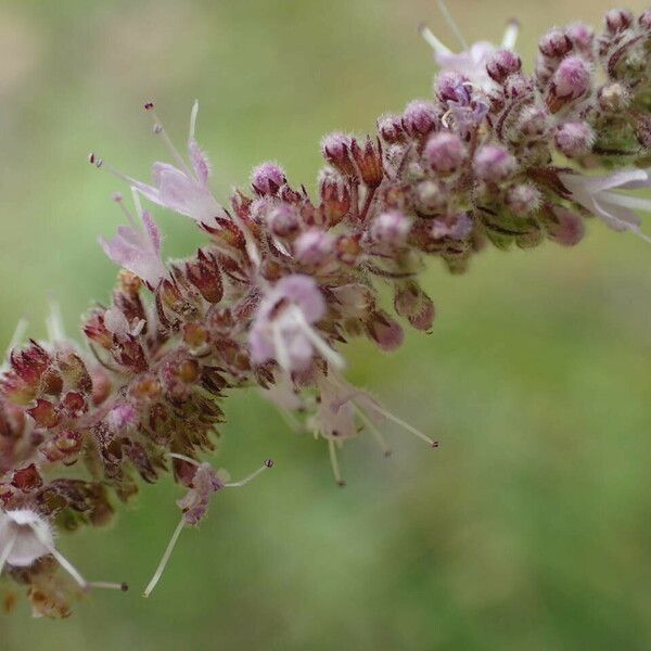 Mentha longifolia Flower