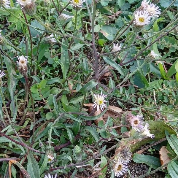 Erigeron acris Vivejo