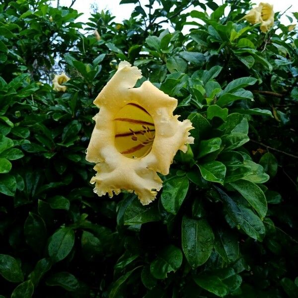 Solandra maxima Flower