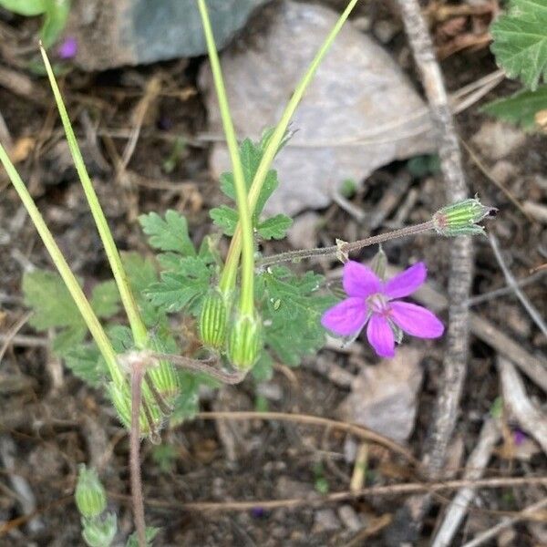 Erodium malacoides Meyve