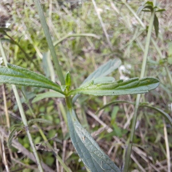 Verbena litoralis Листок