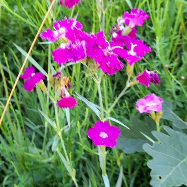 Dianthus carthusianorum Vivejo